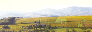 Le Domaine Albert en Beaujolais